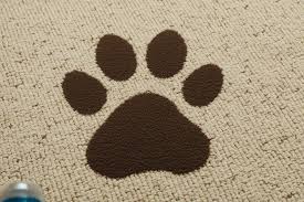 banish dog odor freshen up your carpet now