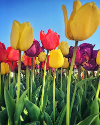 beautiful tulip flowers against blue sky