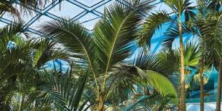 Usually, the best way to start a palm tree is from seed. The Palm Trees Of The Paradise
