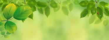 green nature images hd pictures for
