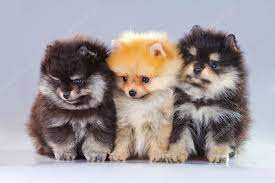 three pomeranian puppies stock photo by