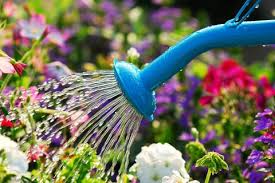 Image result for water plants
