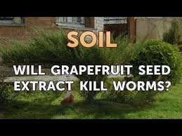 will gfruit seed extract kill worms