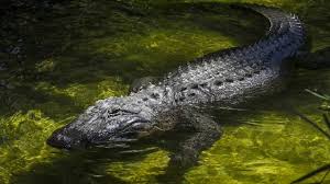 The tale of Reggie the alligator, 15 years later