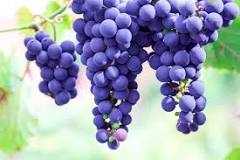are-all-purple-grapes-concord-grapes