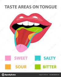 Tongue Map Areas With Receptors Responsible For Taste Flat