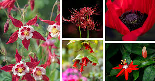 27 Gorgeous Red Flowers That Will Bring