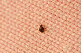 How To Treat Bed Bugs In Furniture