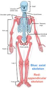 Together, the skeletal muscles work with your bones to give your body power and strength. The Musculoskeletal System Review Article Khan Academy