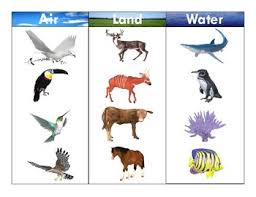 Air Land Water Animals Realistic Clipart Three Part Card Set 2