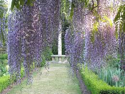 Le specie della sezione piante da giardino che regalano bellissimi fiori viola. Glicine Magia A Grappoli Dipinto Succi