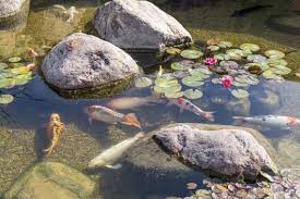 How To Make An Accessible Garden Pond