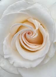 a macro shot of a beautiful white rose