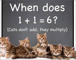 This is why it's important to neuter and spay cats. Neuter Or Spay Your Cat Advice And Low Cost Neutering Schemes Cat Chat