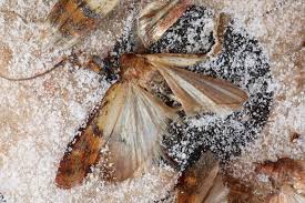 Pantry Moth Pest Control Moth