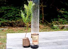 coastal redwood seedling trees of mystery