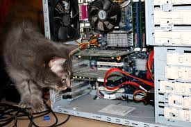 funny cat ring into desktop computer