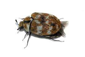 carpet beetles ajs extermination