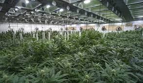 grow ops could soon rival