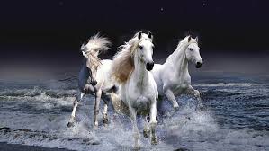 hd wallpaper horses night white