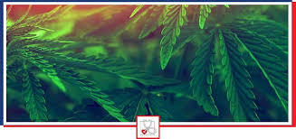 Check spelling or type a new query. Marijuana Doctor Near Me In Boca Raton Fl Boca Medical Care