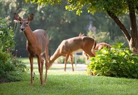 Homemade Deer Repellent And How To Use