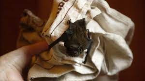Driven batty: The scary reality of bats in your house – The Irish Times