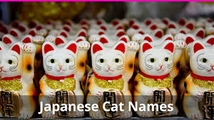 Another great factor of influence is the color of their coat. Best 250 Japanese Cat Names Meanings For Male And Female Cats
