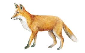 نتیجه جستجوی لغت [fox] در گوگل