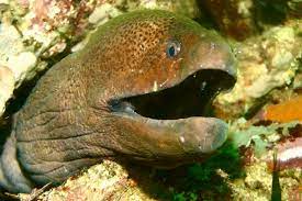 She serves as coral 's scroll publisher and the councillor of communications as a member of the seawing council. Giant Moray Eel Gymnothorax Javanicus Marine Life Liveaboard Diving
