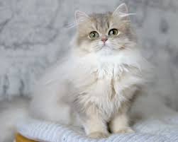 British shorthair british shorthair in california cats for sale in california. Blue Golden Longhair Ay11 In 2020 Cats Long Haired Cats British Shorthair Cats