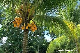 Palm oil, good agriculture practices, estate cropfull description. Apa Yang Tumbuh Di Pokok Palma Sawit