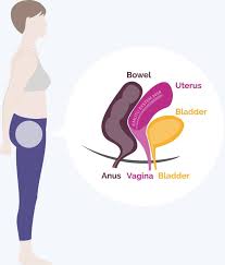 pelvic floor your guide from pregnancy