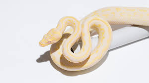 carpet python morphs morelia spilota