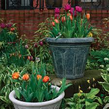 How To Plant Tulips In Pots Finegardening