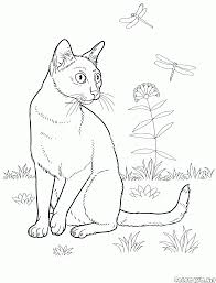 Książka kolorowanki kotki pochodzi z wydawnictwa sbm. Kolorowanka Koty