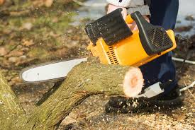 About freestone tree and lawn care service. Tree Service Near Me Tree Trimming Kenner La