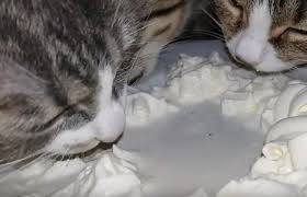 Yes because it has milk in it ( which cats love ) and cream ( they also love )! Can Cats Eat Whipped Cream