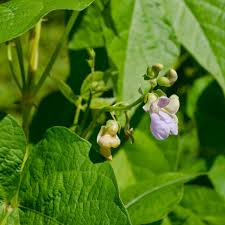 Growing Green Beans Bush Beans And