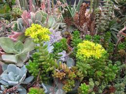 How To Make A Succulent Garden Outside