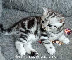 Search kittens in your area by breed, size and more! Silver Tabby British Shorthair Kitten See More On Our Website Robocats Co Uk British Shorthair Cats American Shorthair Cat Tabby Kitten