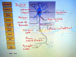 motor multipolar neuron