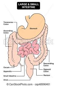 Digestive System Anatomy Diagram