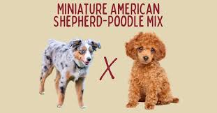 miniature american shepherd poodle mix