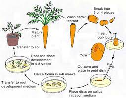 Basic Steps Of Plant Tissue Culture And Its Importance
