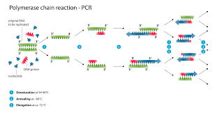 Polymerase Chain Reaction Pcr Steps Types And