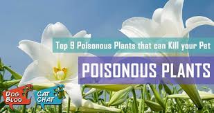 Pet From These Poisonous Plants