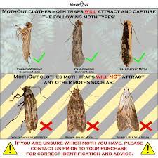 mothout 8 pheromone clothes moth traps