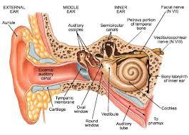 Inner Ear Diagram Labeled Inner Ear Diagram Labeled Inner