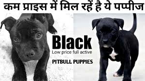 black pitbull puppies in low